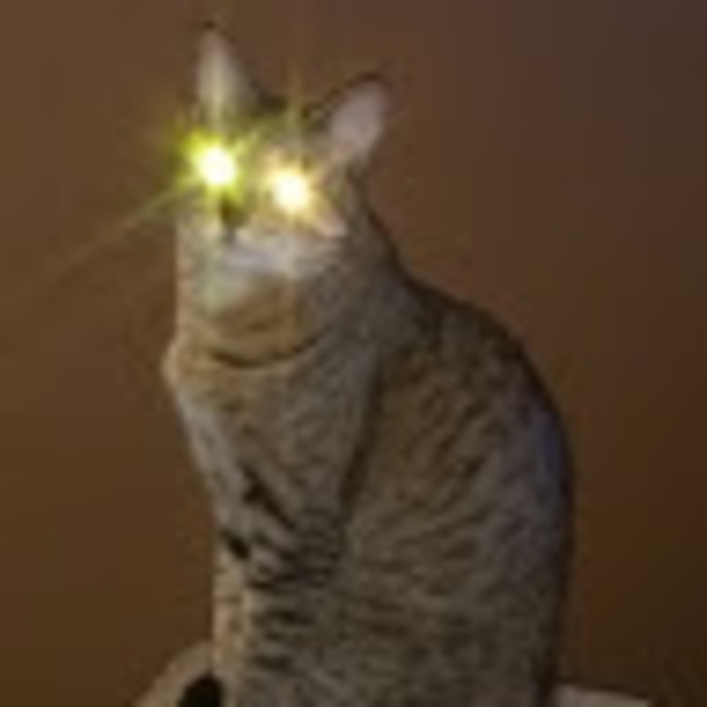 Meet your Posher, Miguel